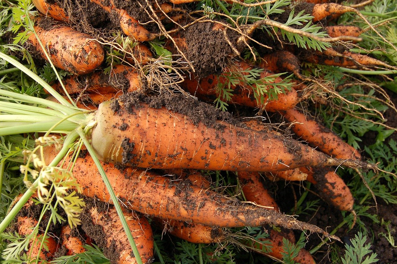 Plant carrots using this method and they will grow very quickly