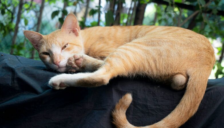 Some cats have an “accent” — and their tail is to blame