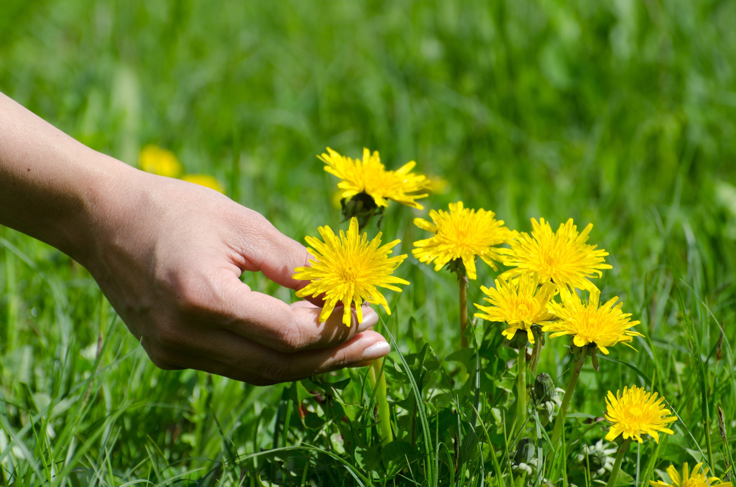 Did you cut the grass? Don't throw away grass clippings, use them and save money