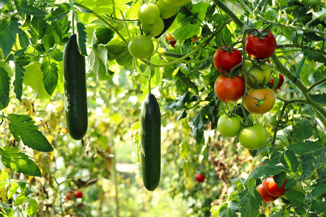 Here's what to do with fertilizing tomatoes: it can significantly increase yields!