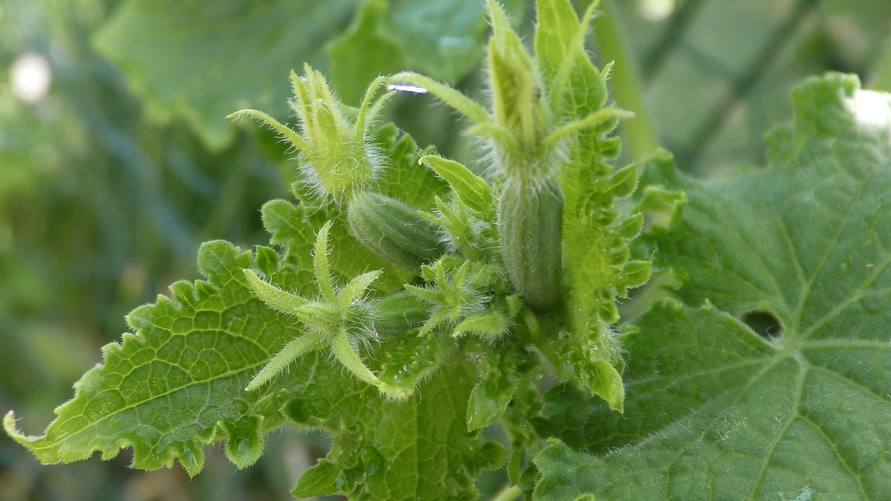 Want 10x more cucumbers? Use this magic fertilizer!