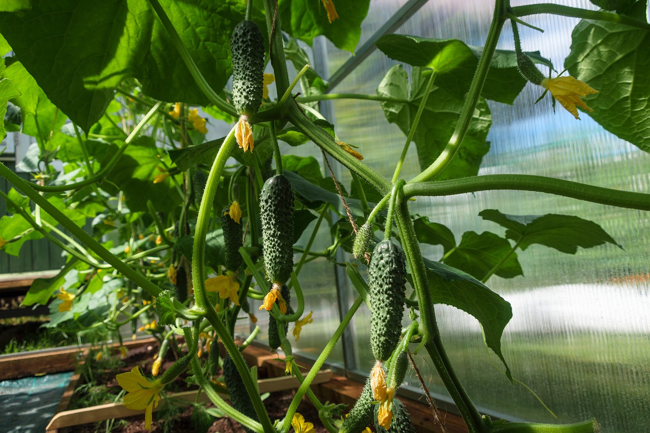 Want 10x more cucumbers? Use this magic fertilizer!