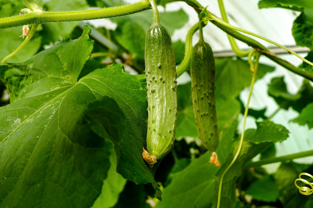 What fertilizers to use for cucumbers? Gardener's tip