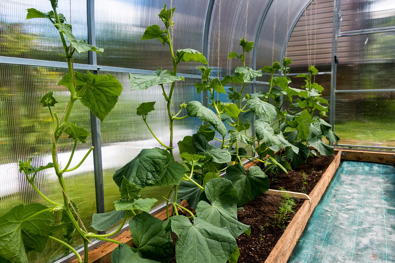 Want 10x more cucumbers? Use this magic fertilizer!