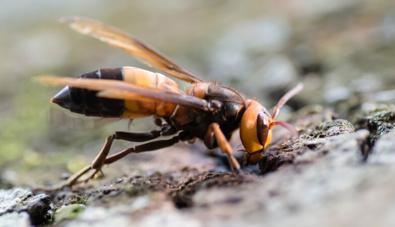 New Asian hornet appeared 175km from Portugal