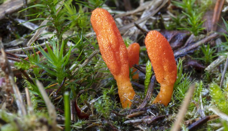 Zombie caterpillar fungus can save lives