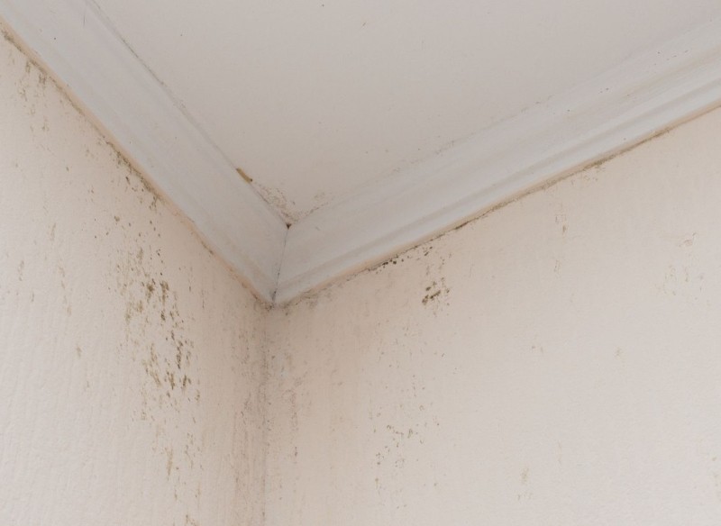 Mix with water and spray the wall. After mold and mildew there will be no trace