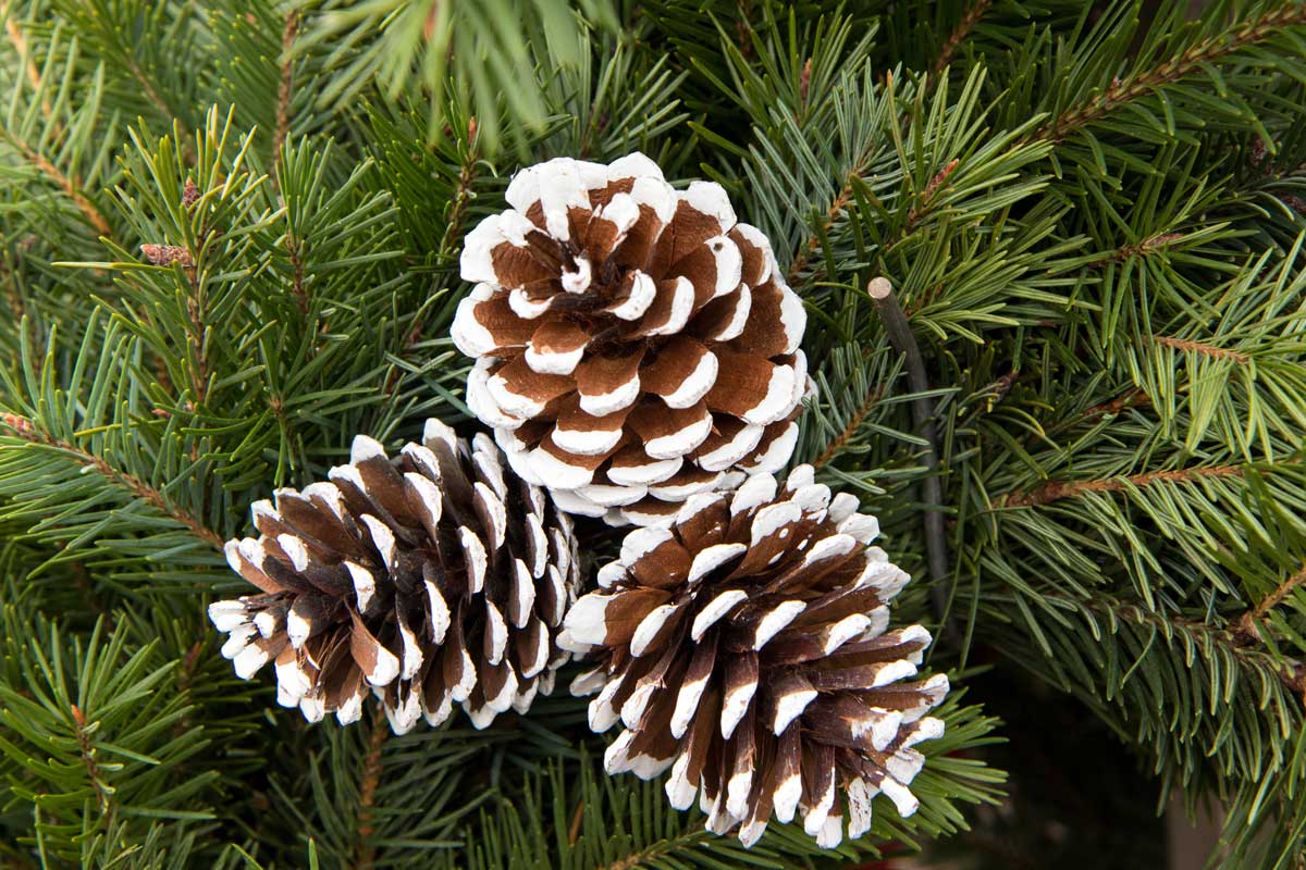 Christmas compositions with pine cones to decorate the Christmas tree.