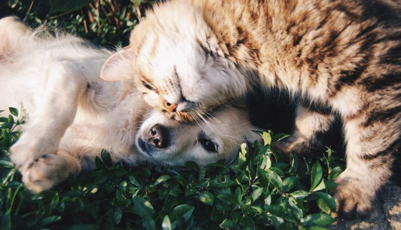 The new trend of cloning dead pets