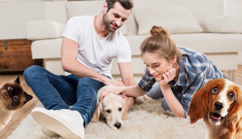 The pets are the children of Millennials. It's not going very well