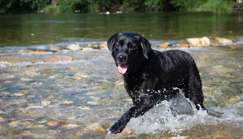 In 1908, a “hero” dog pushed children into the River Seine to receive steaks