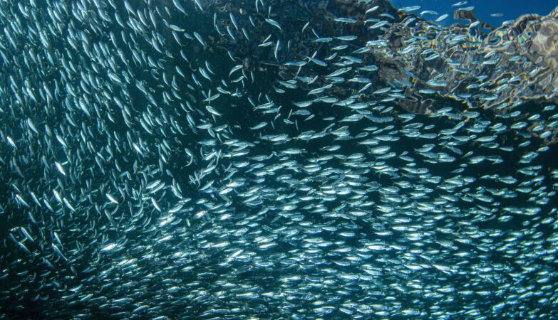 Largest predatory slaughter ever: 10 million fish devoured by cods in Norway