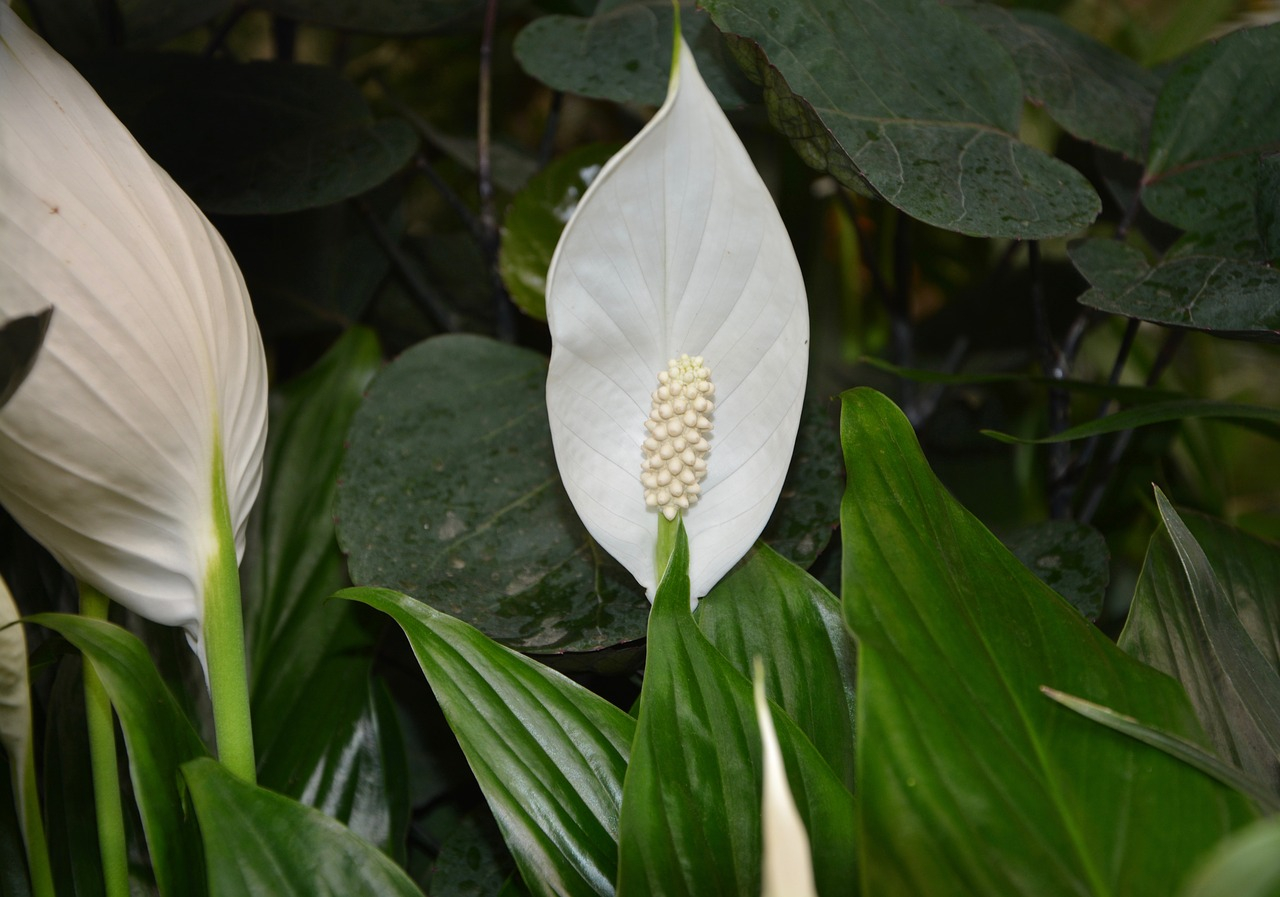 Four great tips to keep indoor flowers blooming all year round