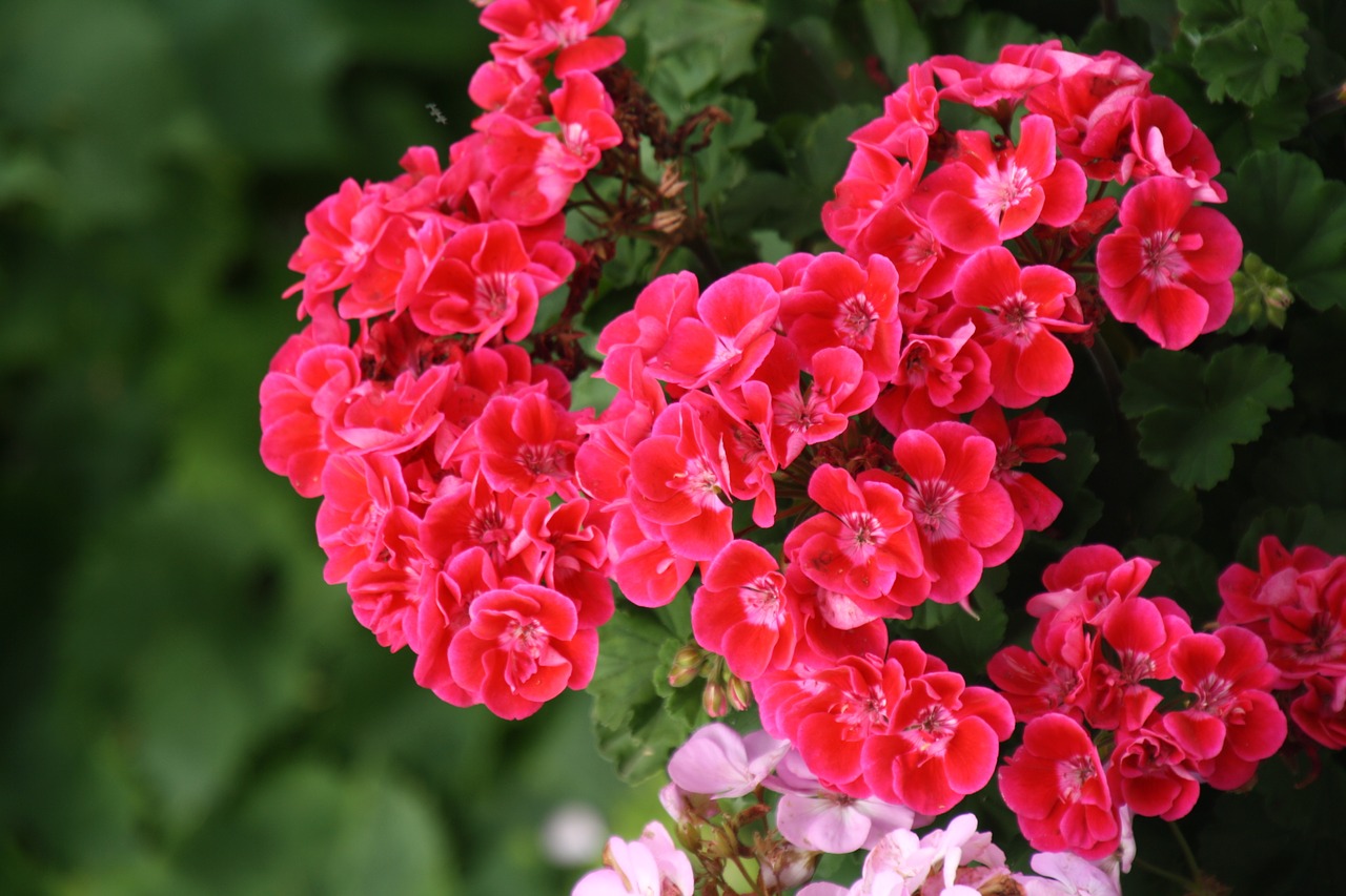 The grower revealed a secret trick that ensures pelargoniums take root