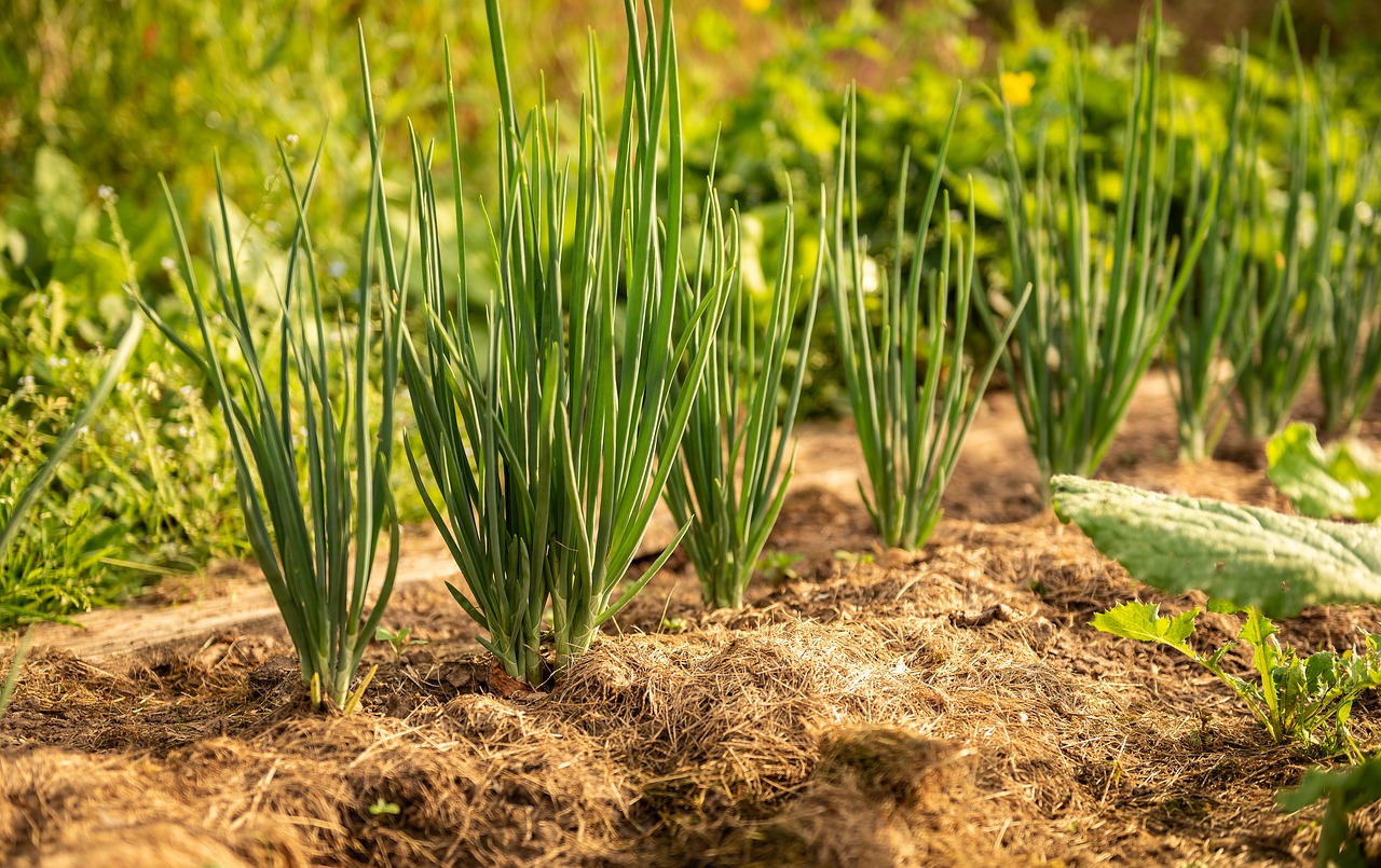 Baking Soda Is A Gardener's Best Friend: 10 Great Ways To Use It In The Garden!