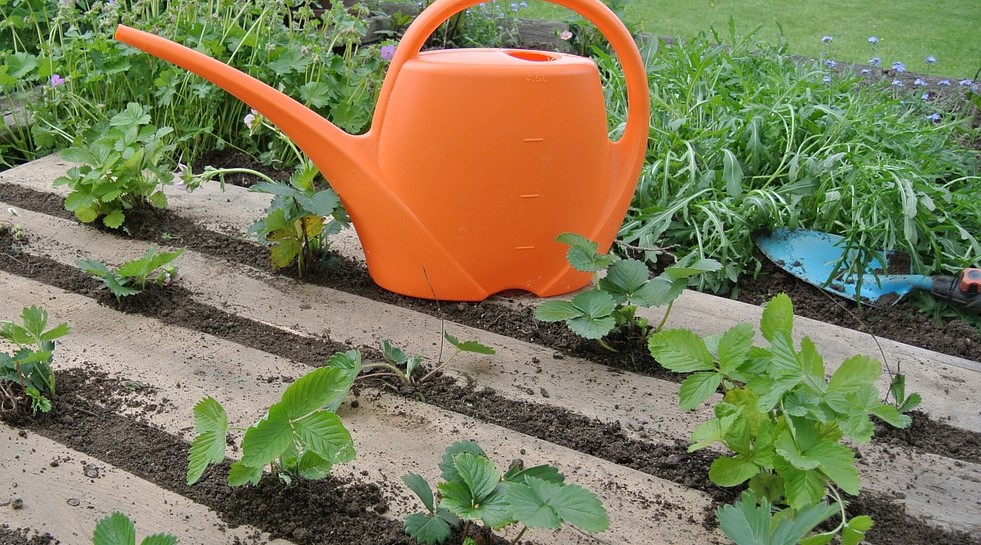 An absolute weed killer in the garden: this product has killed even the most resistant weeds