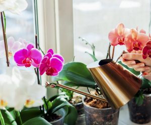 1 cup of homemade conditioner will save a dying orchid. Even in winter it will sprout buds and be full of flowers. Stimulating orchid conditioner