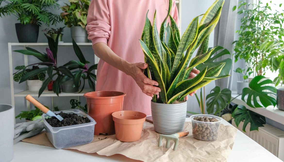 Just 1 teaspoon is enough for the sansevieria to sprout leaf after leaf. Water it once a month and it will grow like crazy. Homemade fertilizer for sansevieria
