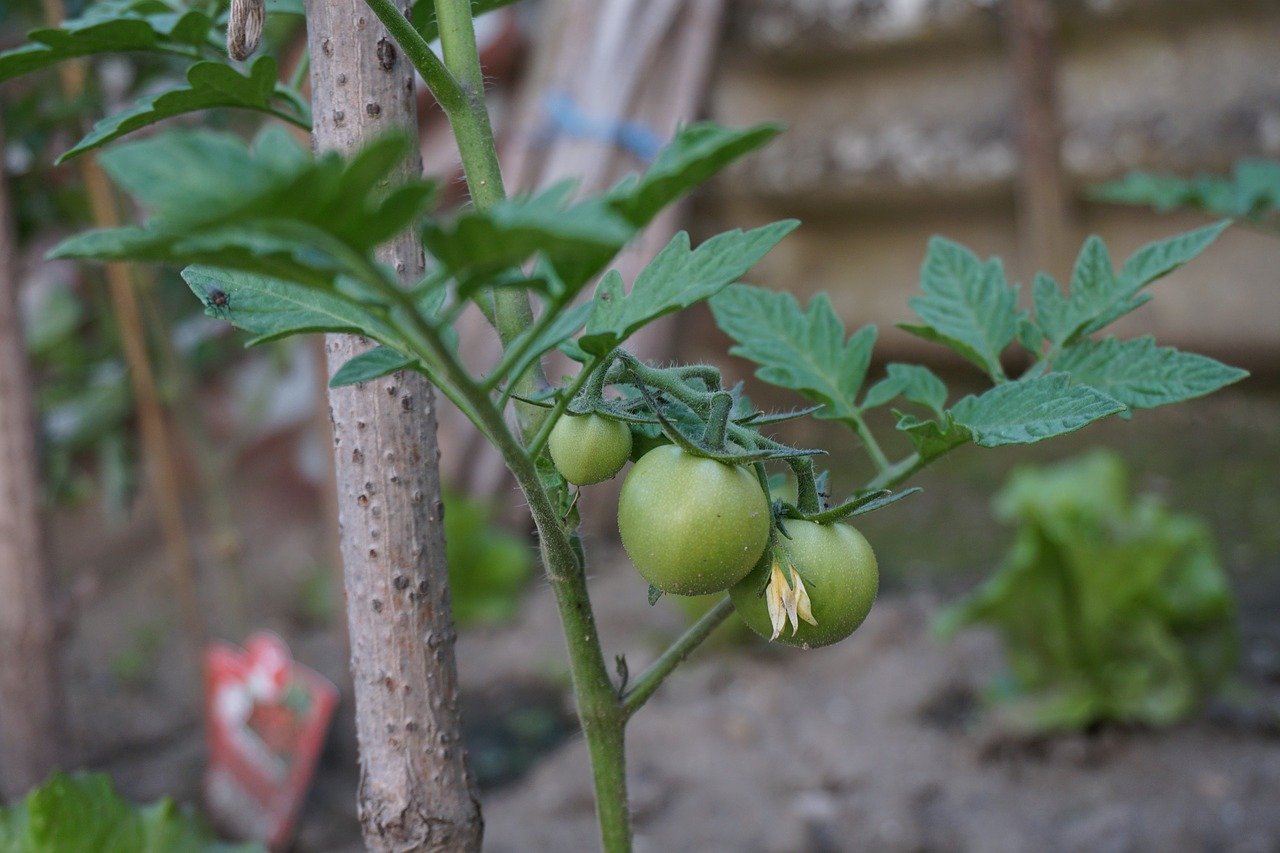 If you have semolina at home, prepare this fertilizer for tomatoes: the yield will be even 5 times higher!