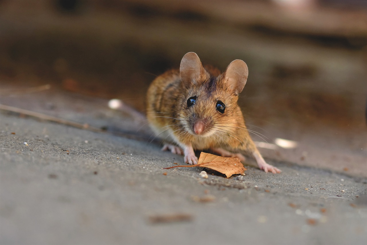 Rats and mice will be gone in no time without poison or traps: Get rid of these pests in your home, garage or basement!