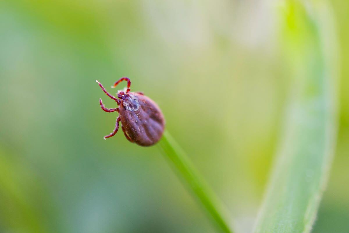 Interesting facts about ticks tick