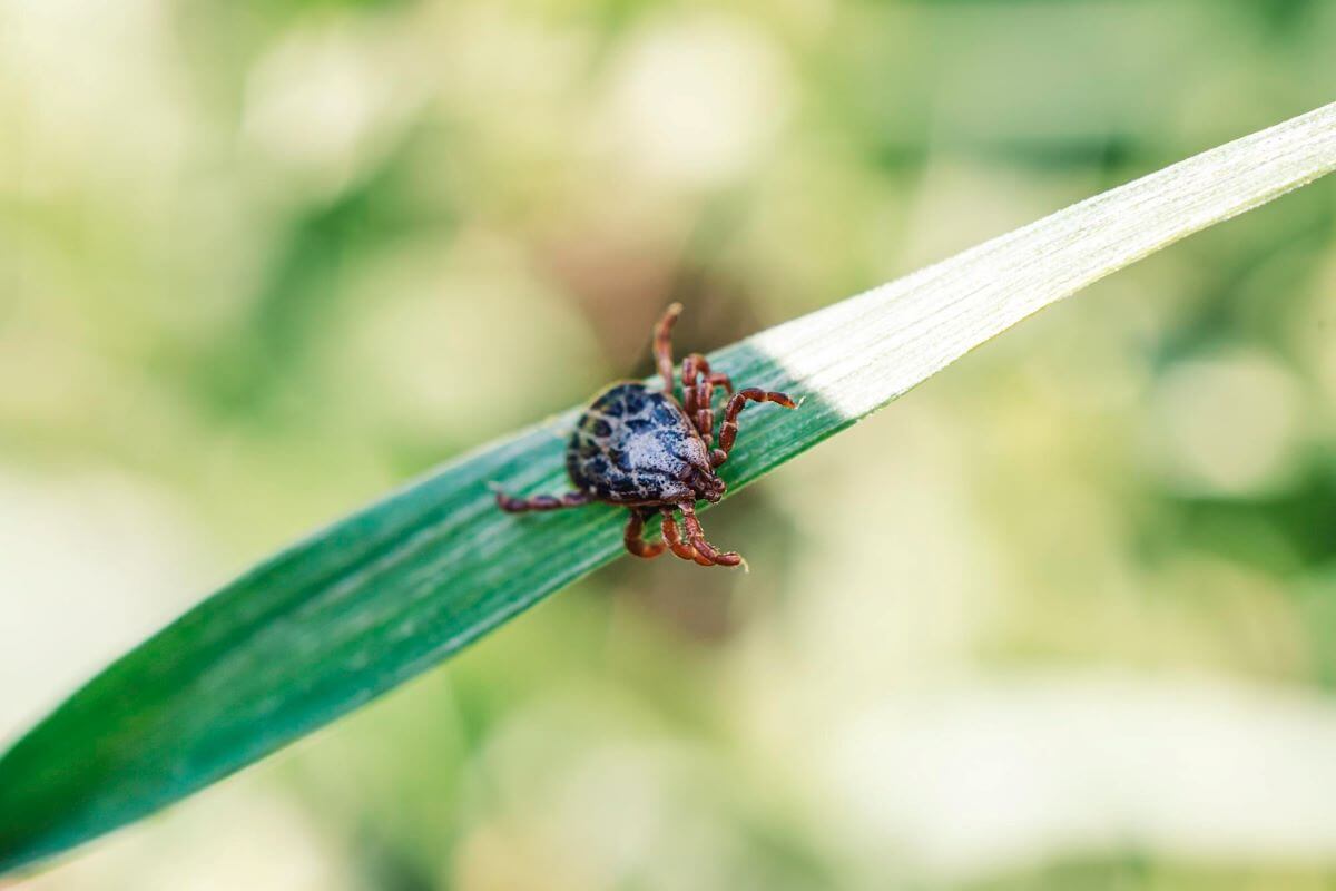 Interesting facts about ticks in the tick forest