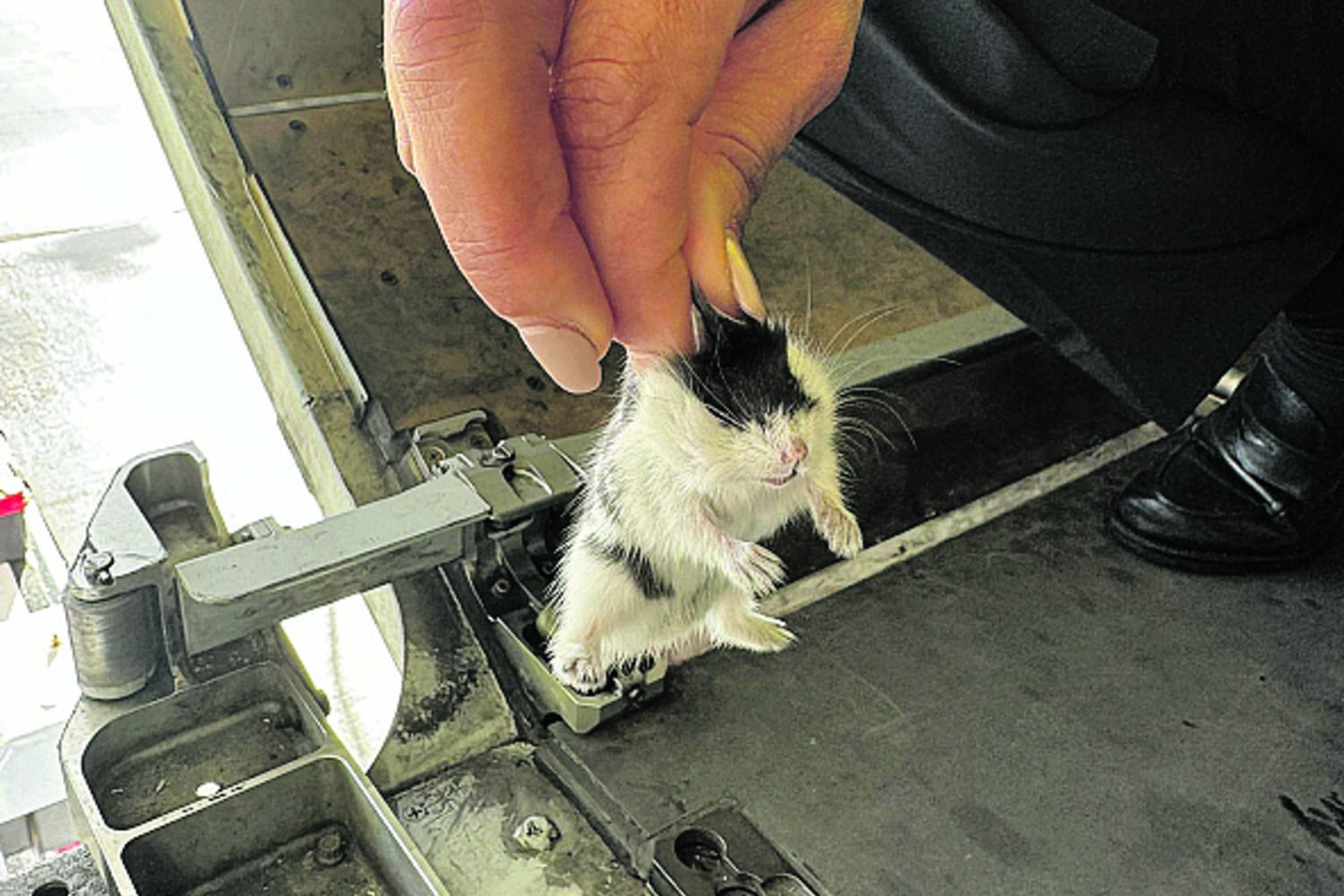 More than 130 hamsters loose in the hold stop TAP plane in the Azores