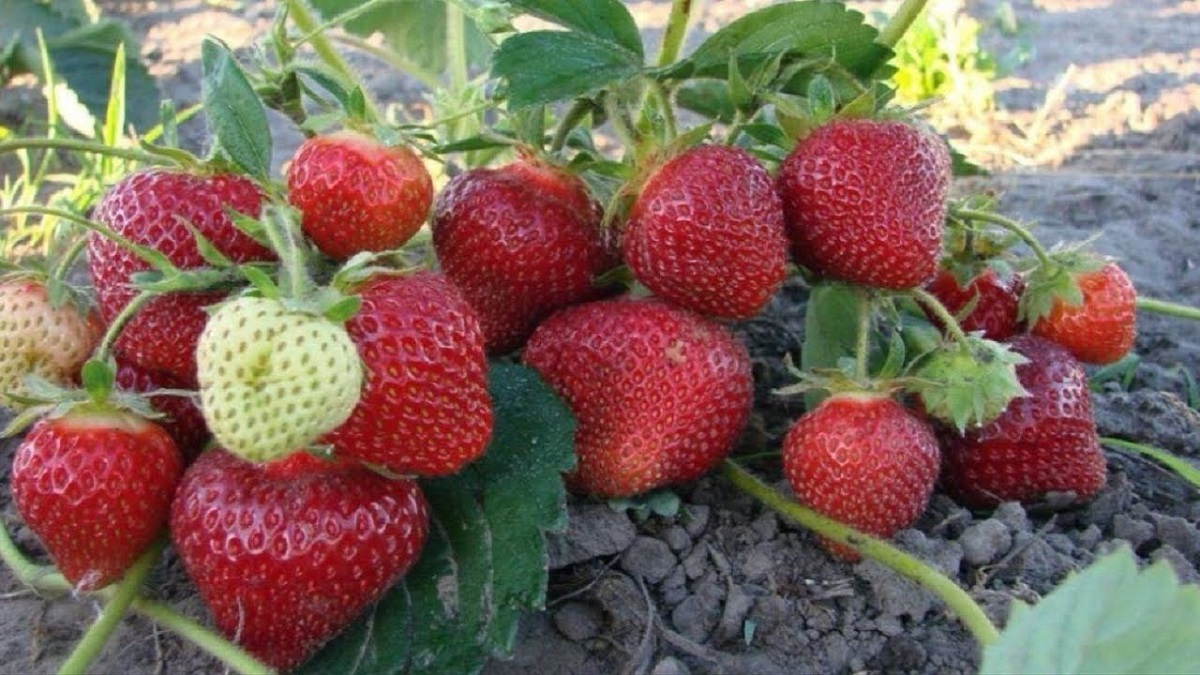 Want even bigger strawberries? Use this simple fertilizer at the end of April!