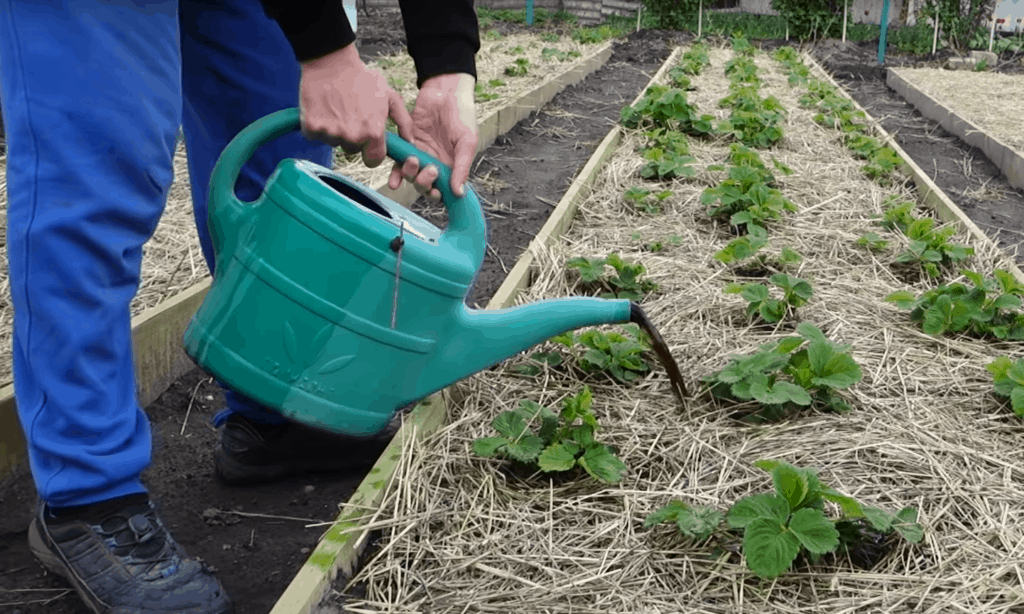 Want even bigger strawberries? Use this simple fertilizer at the end of April!