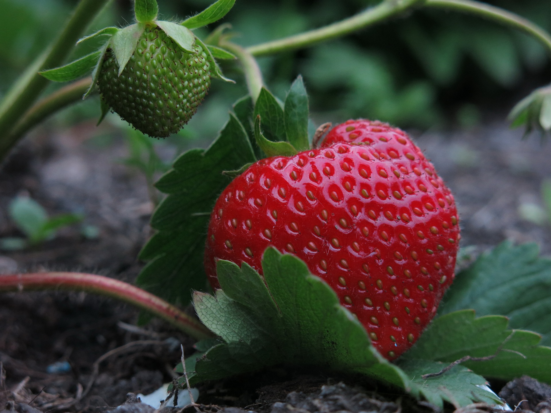 Want even bigger strawberries? Use this simple fertilizer at the end of April!