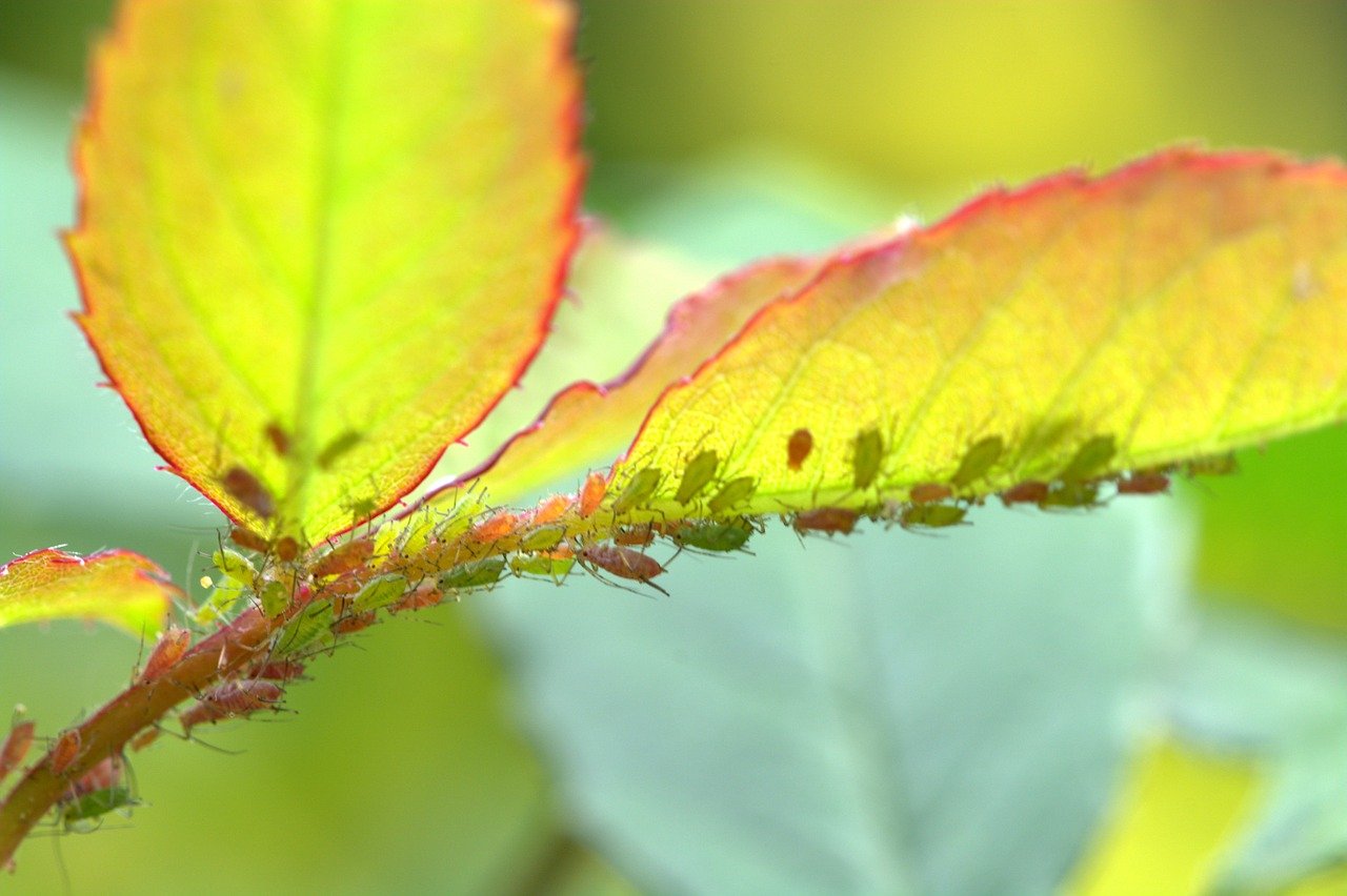 Ants and Aphids disappear in 1 minute and never come back! The most effective way!