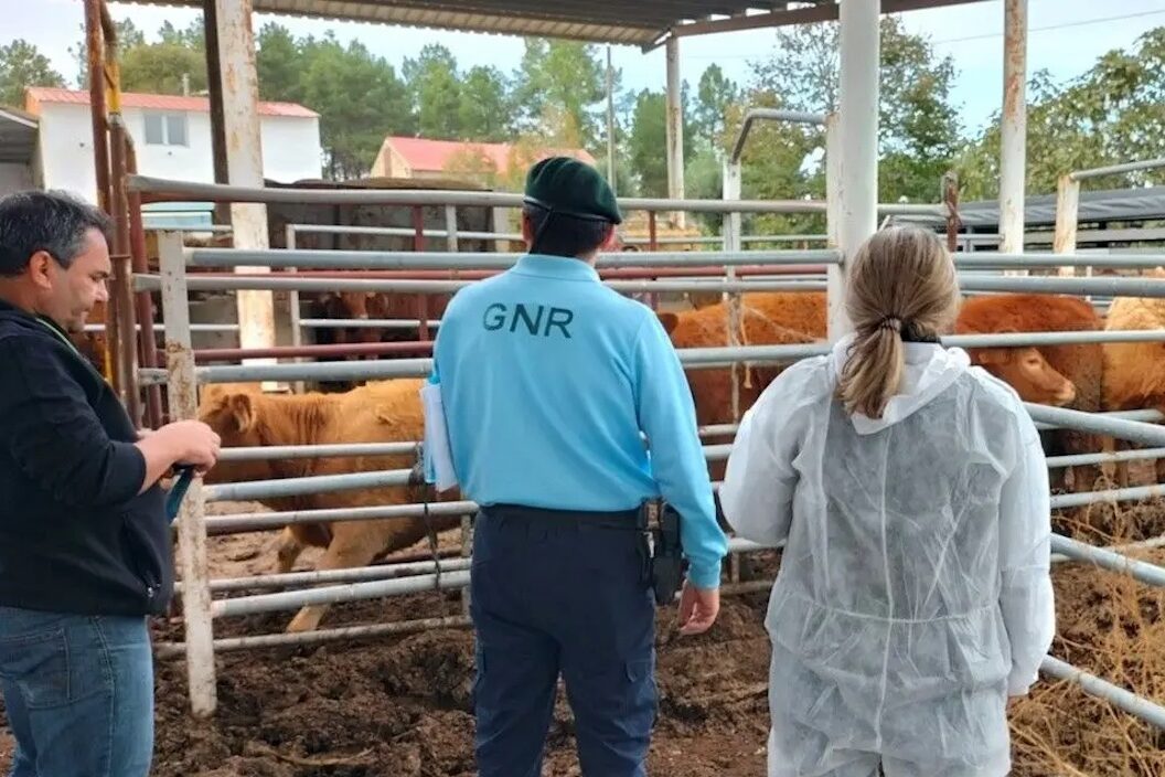 More than 16,000 animals seized and egg exploitation closed by GNR