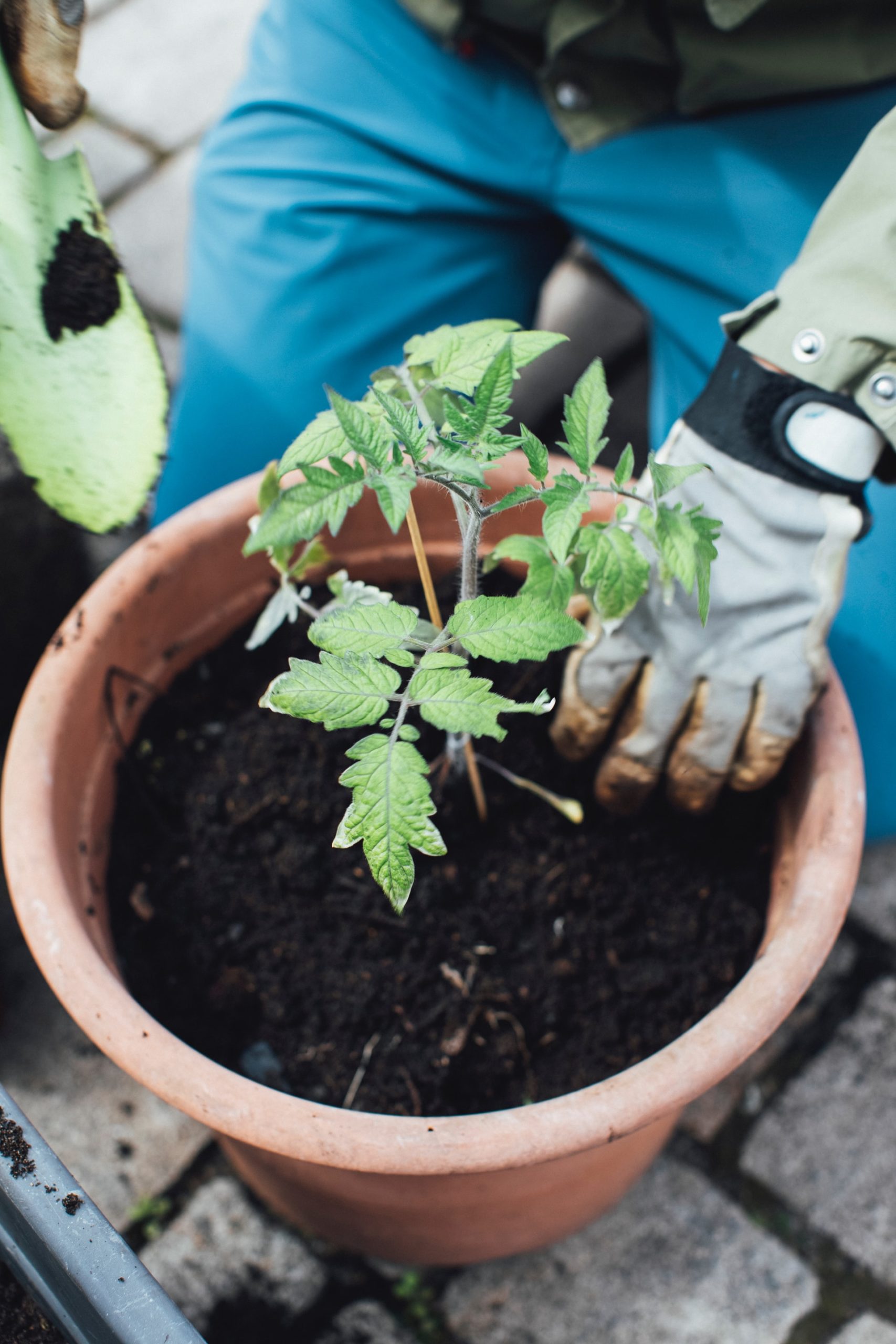 If you have semolina at home, prepare this fertilizer for tomatoes: the yield will be even 5 times higher!