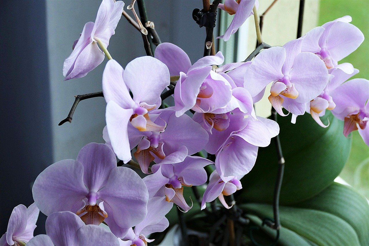 1 cup a month and my orchid blooms all year round!