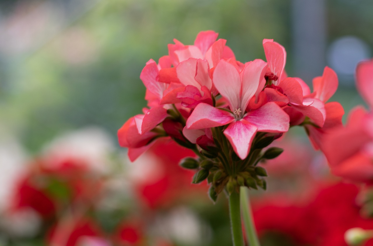 Two fertilizers for indoor plants: geraniums and orchids will thank you with beautiful flowers!