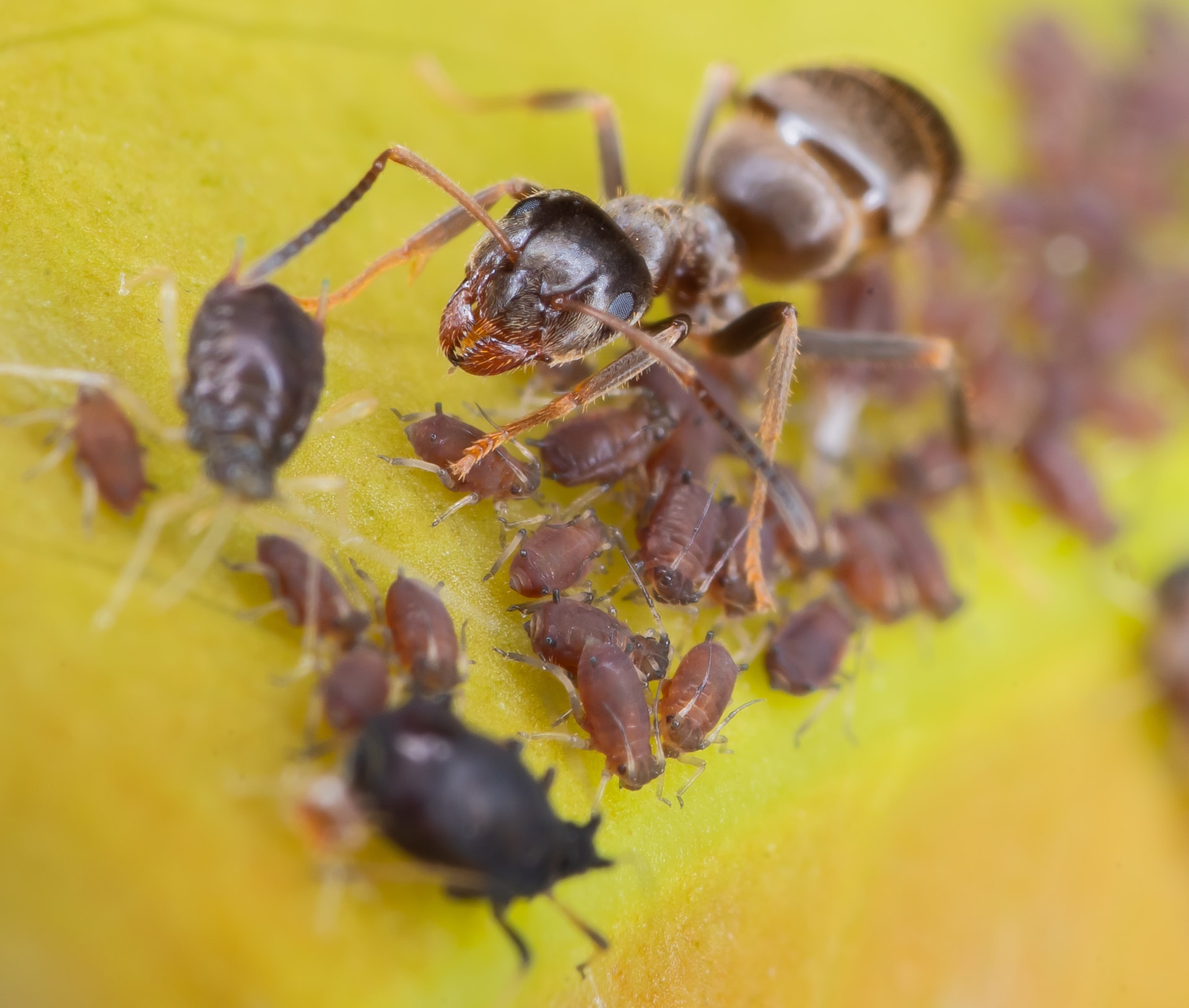 Ants and Aphids disappear in 1 minute and never come back! The most effective way!