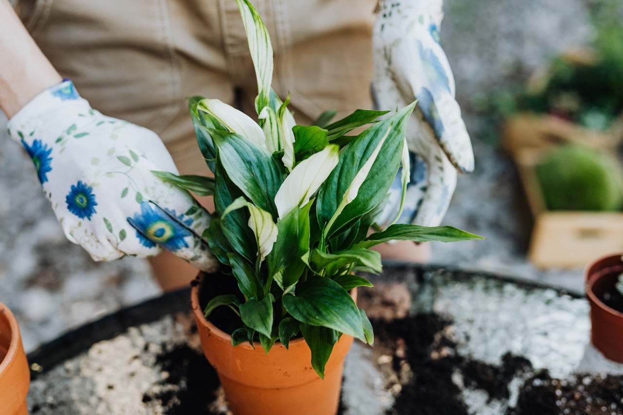 Add this to plant pots and see what happens: it will help wilted plants too!