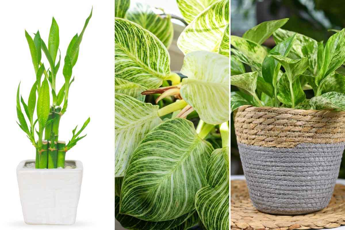 which plants to put in the house for humidity