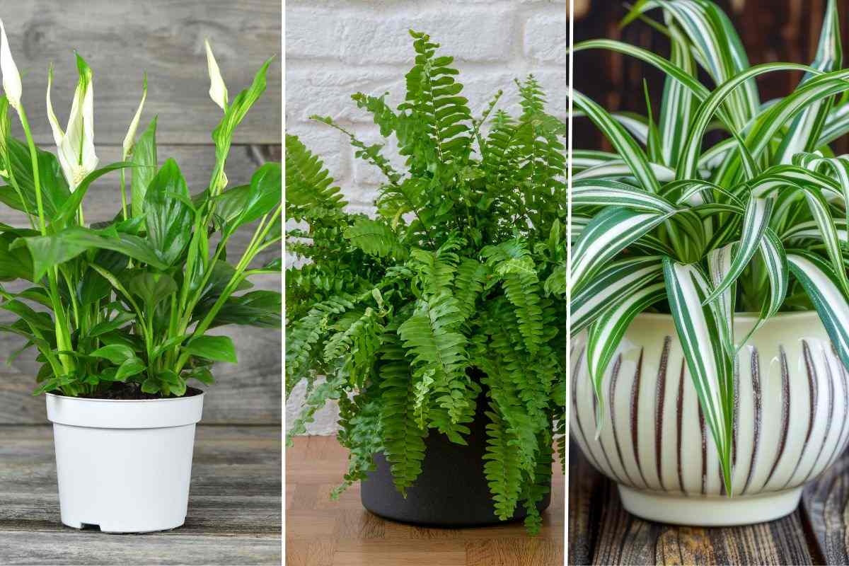 why choose fern, peace lily and phalanx to reduce humidity