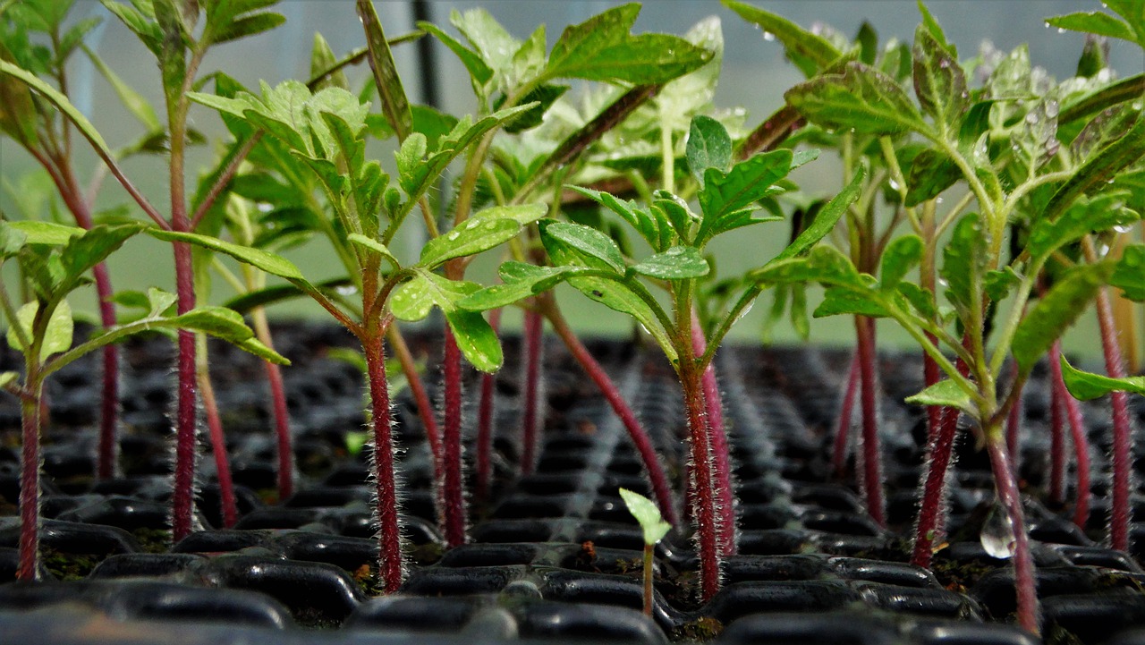 Use this fertilizer on tomatoes: it will ensure better root development!