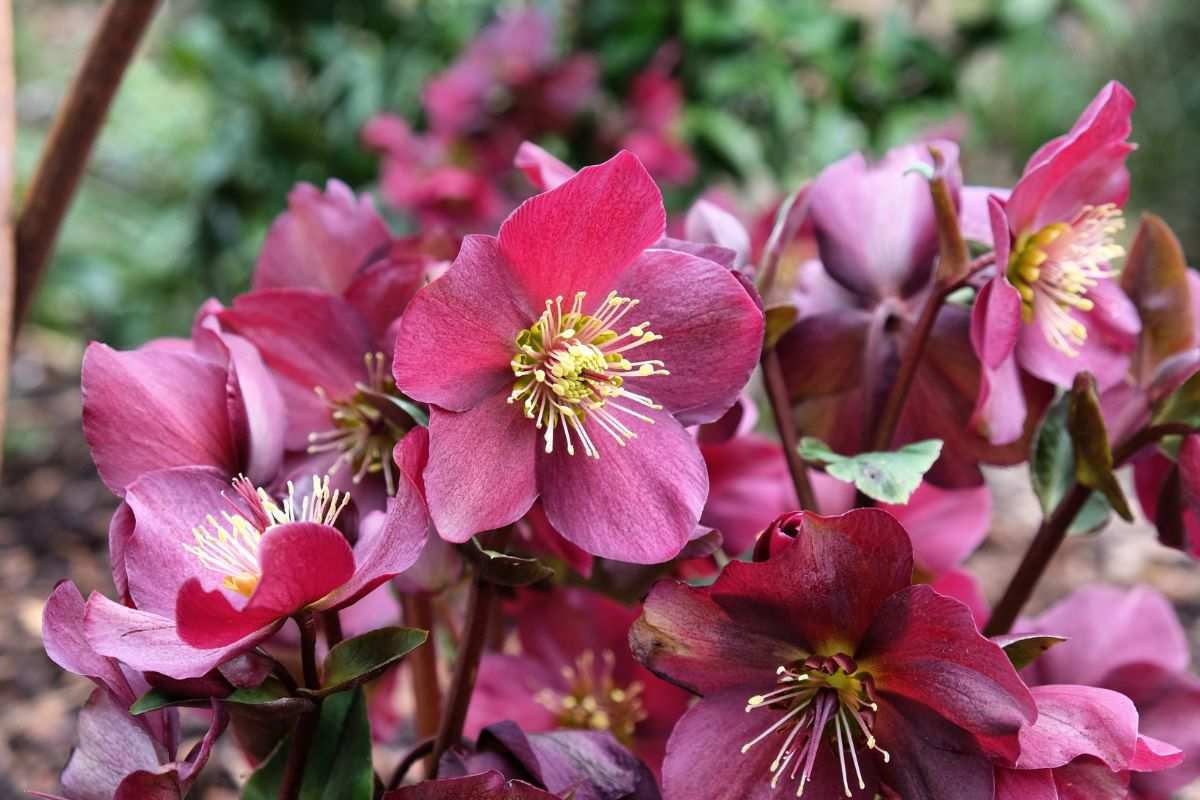 how to care for hellebore