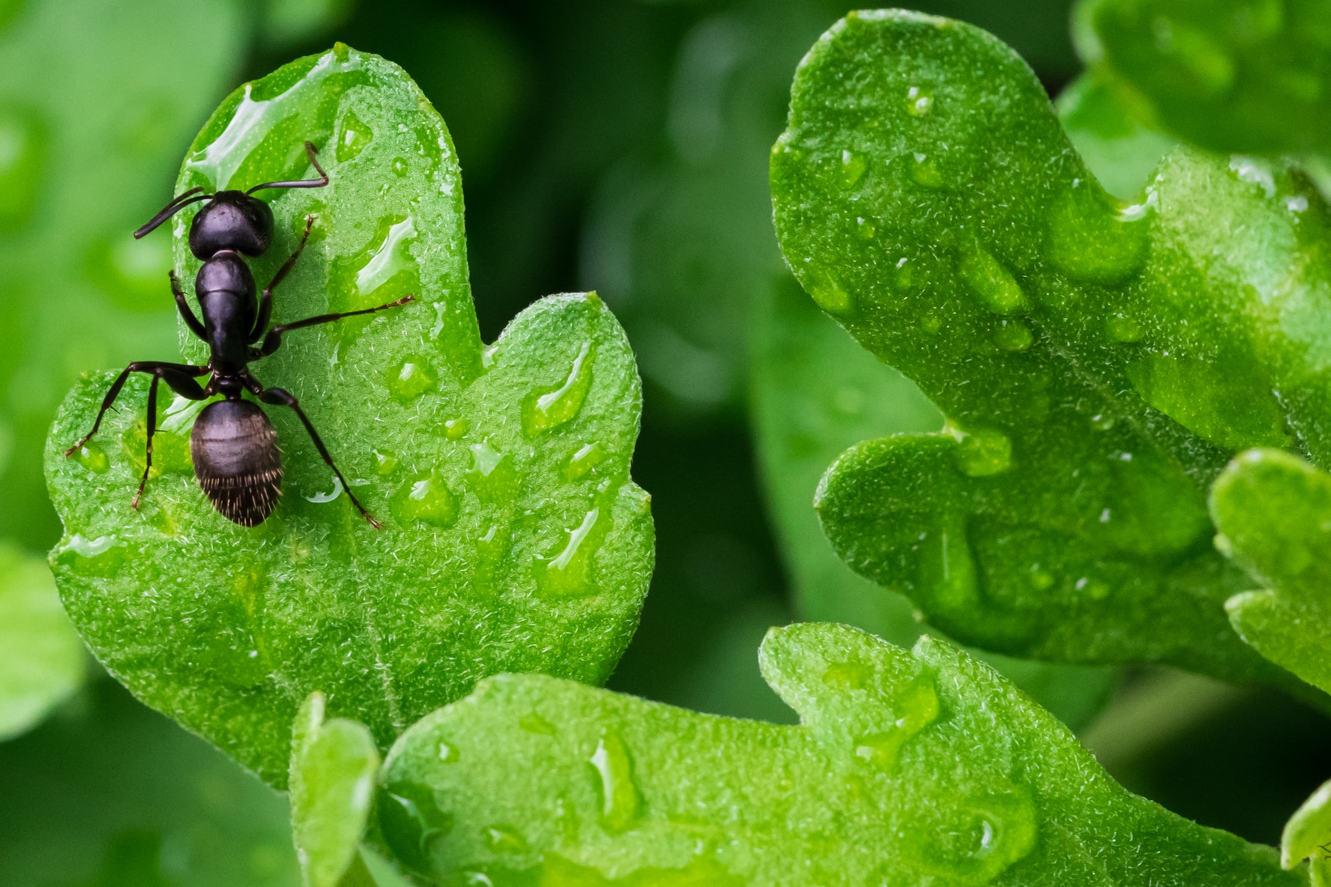 Ants and Aphids disappear in 1 minute and never come back! The most effective way!