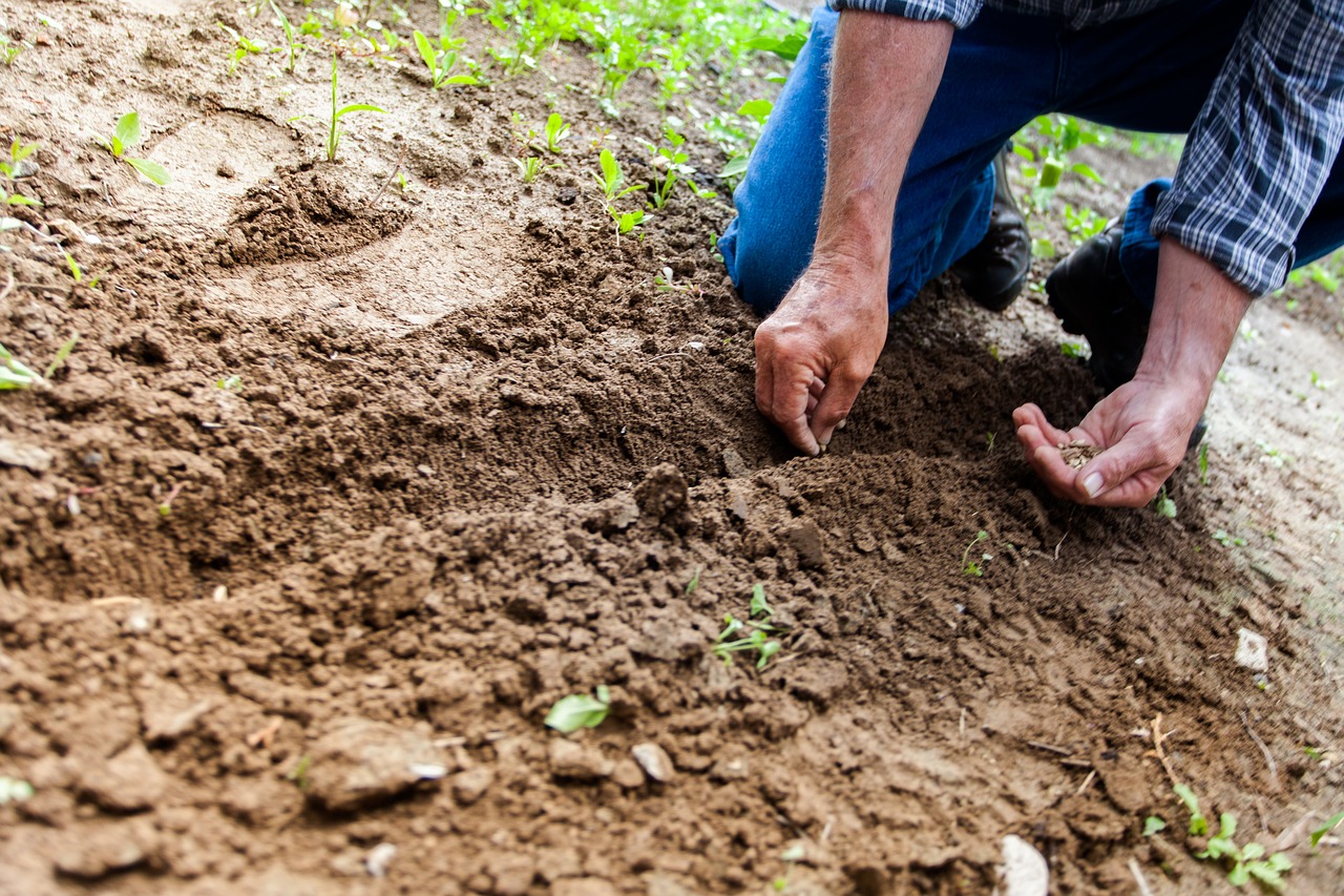 How to sow watermelons so that the fruits are large and sweet: precise instructions for gardeners!