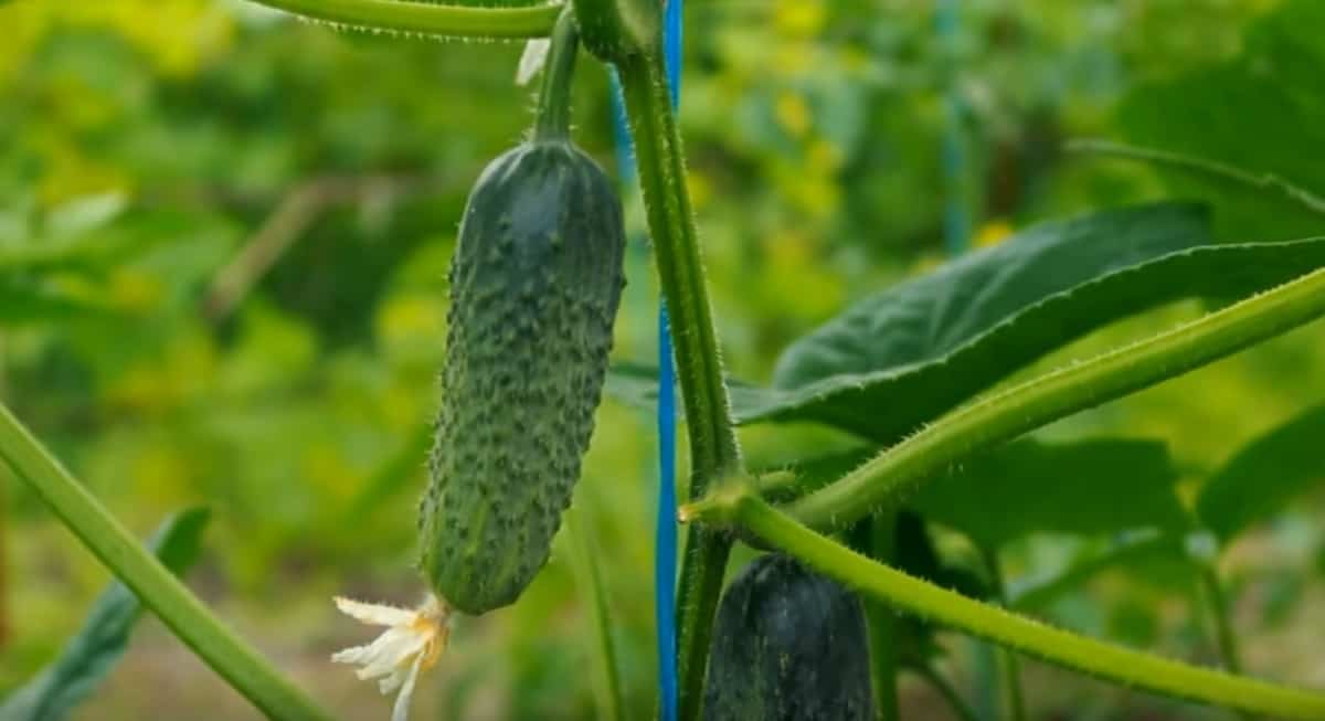 Want 10x more cucumbers? Use this magic fertilizer!