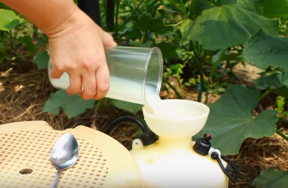 Want 10x more cucumbers? Use this magic fertilizer!