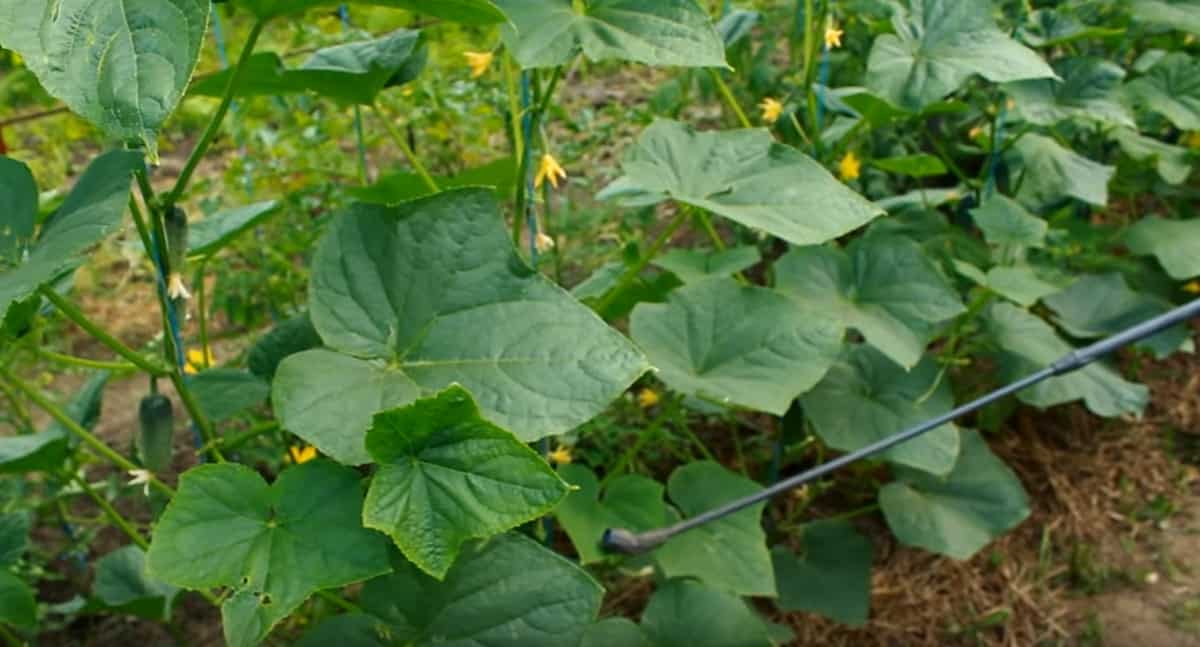 Want 10x more cucumbers? Use this magic fertilizer!