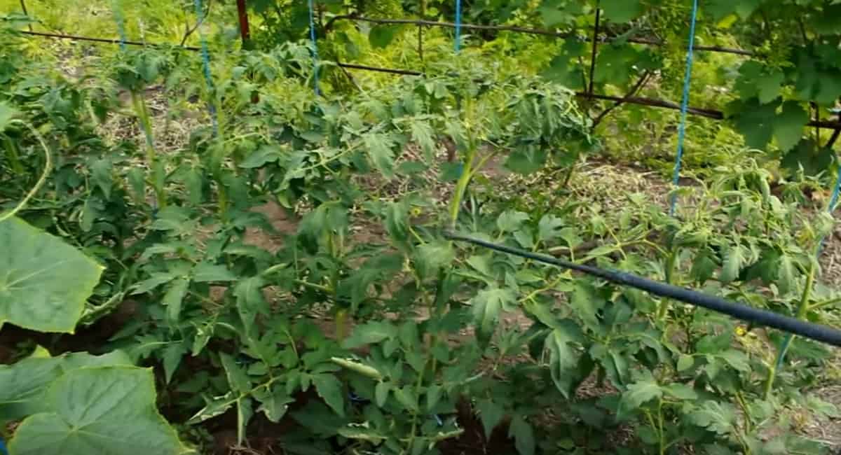 Want 10x more cucumbers? Use this magic fertilizer!