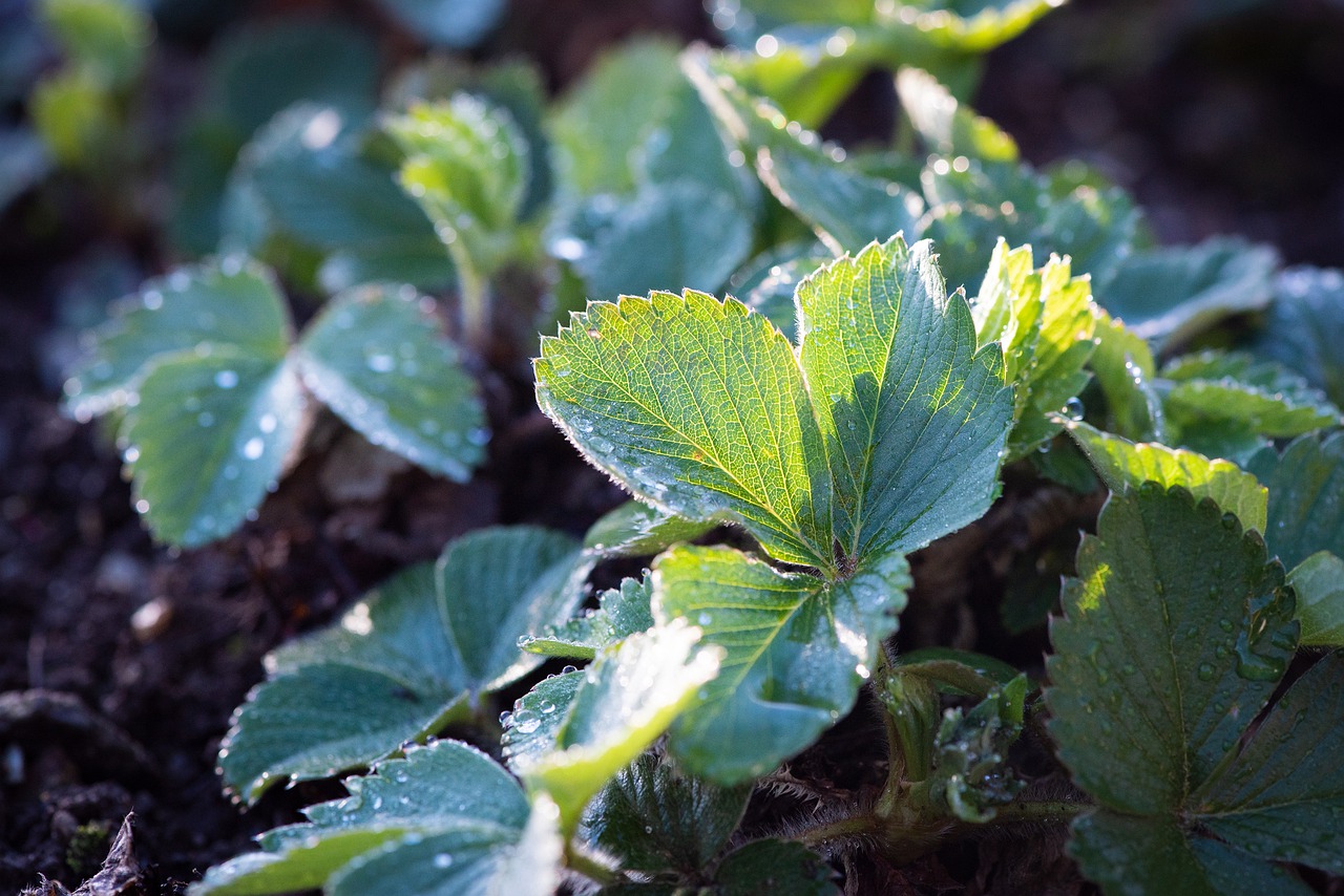 Strawberries will be even more plentiful next season if you do the following in the fall: Prepare strawberries for winter!