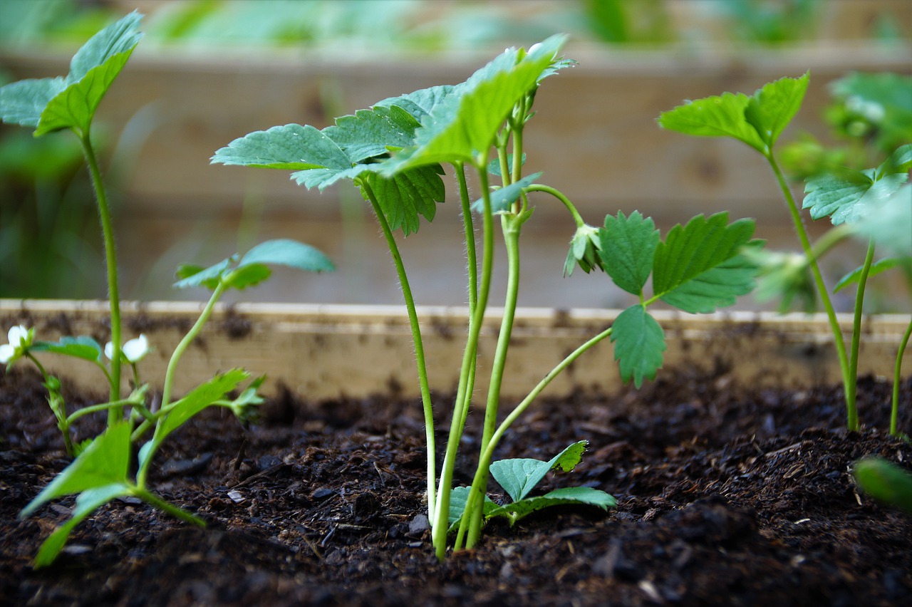 This spray is suitable for roses, tomatoes and cucumbers: a reliable remedy not only against aphids!