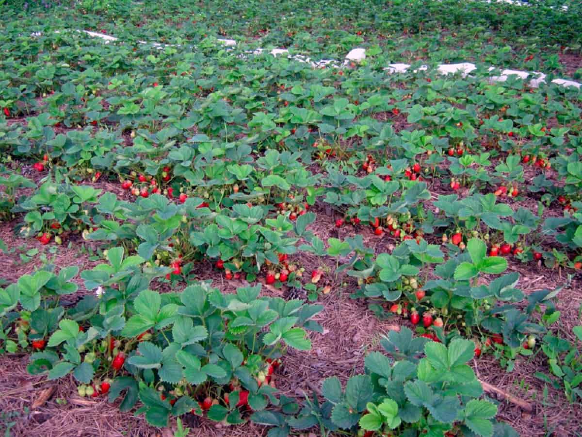 Want even bigger strawberries? Use this simple fertilizer at the end of April!